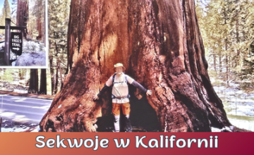 Olbrzymy natury - sekwoje w Kalifornii